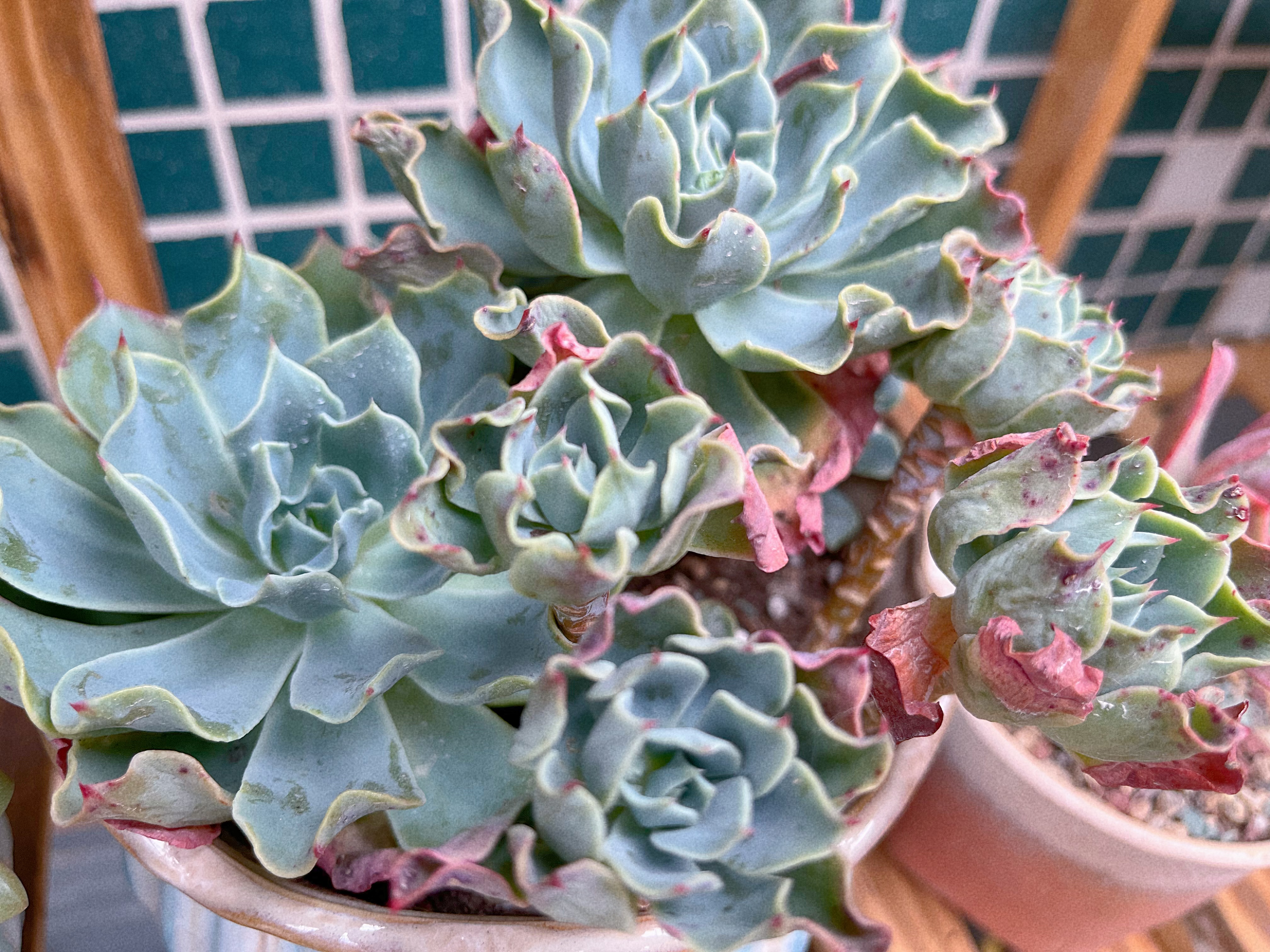 用一条香烟钱,打造我的多肉花园