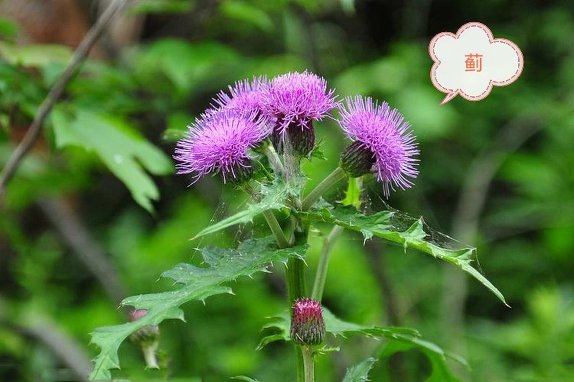 邂逅奇花异草:依次为野亚麻,图二未知,紫花山莴苣,婆婆指甲菜,蓟,玉簪