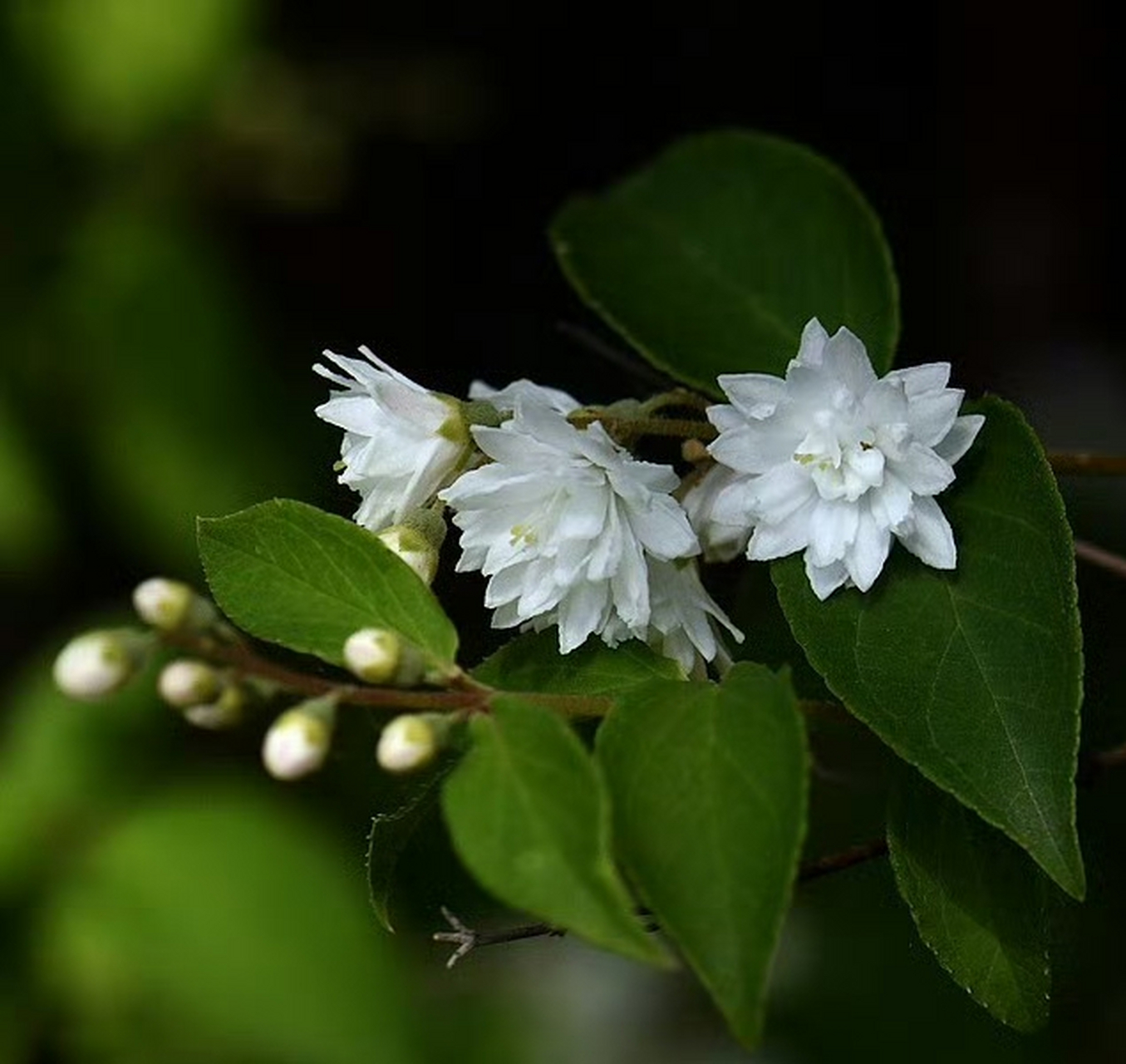 齿叶溲疏(deutzia crenata),绣球花科溲疏属.摄于山东东营. 雪白花卉!