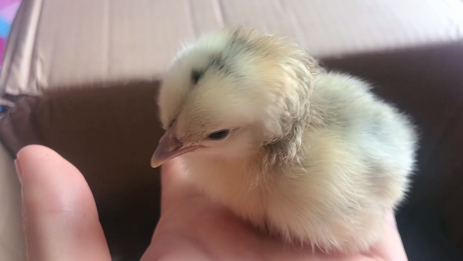 摊上个无敌好邻居,今天又送来一群小鸡崽儿,心里暖暖的