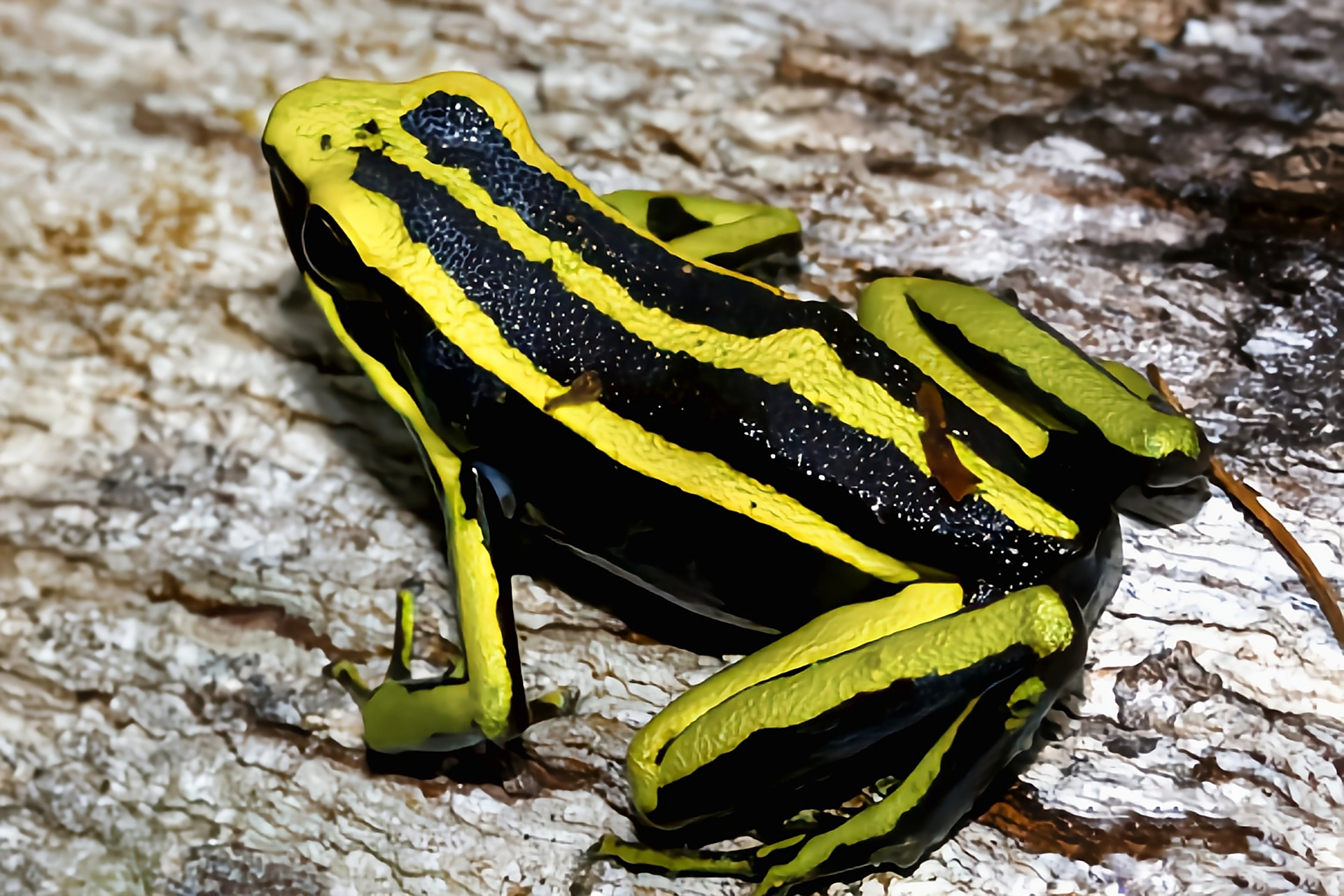 每天认识一种动物——三线箭毒蛙 三线箭毒蛙原产于南美洲哥伦比亚