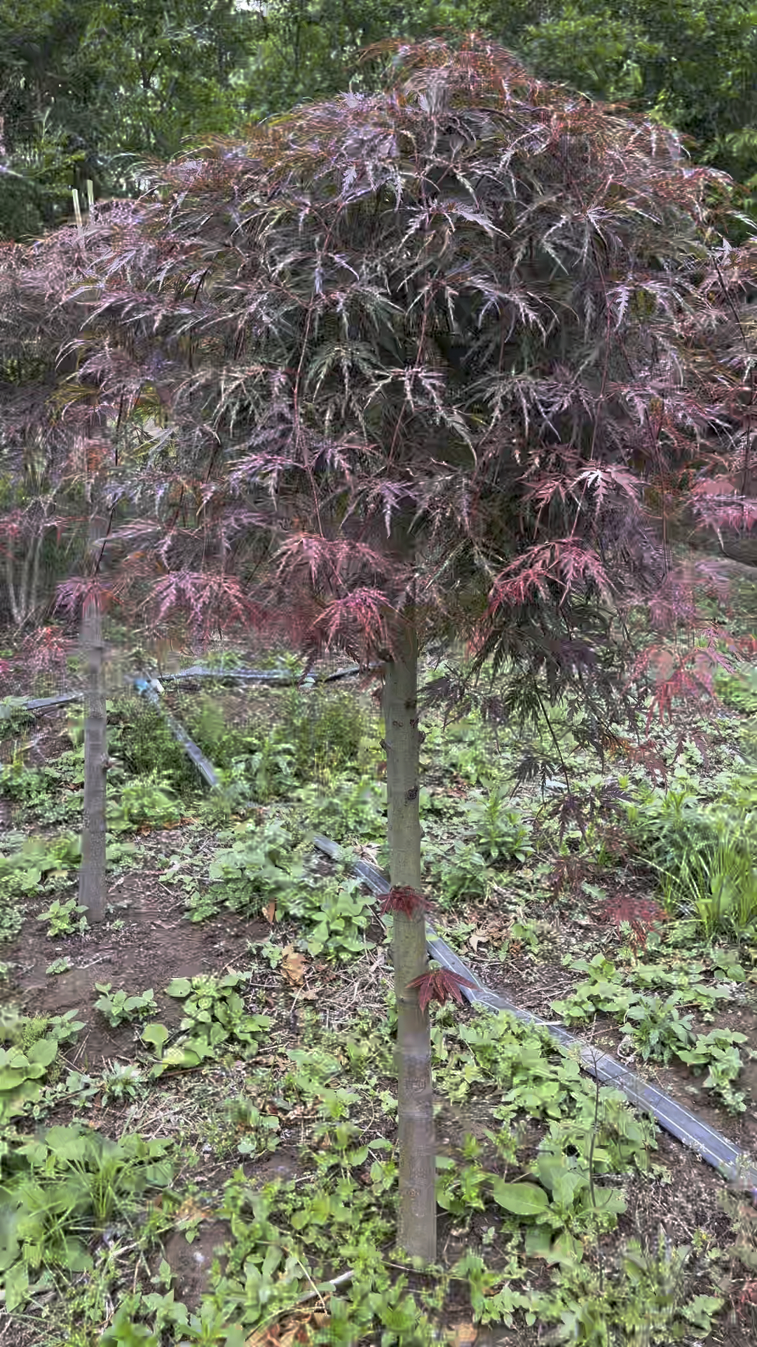 石榴红羽毛枫自然下垂似瀑布秋天发红美如画