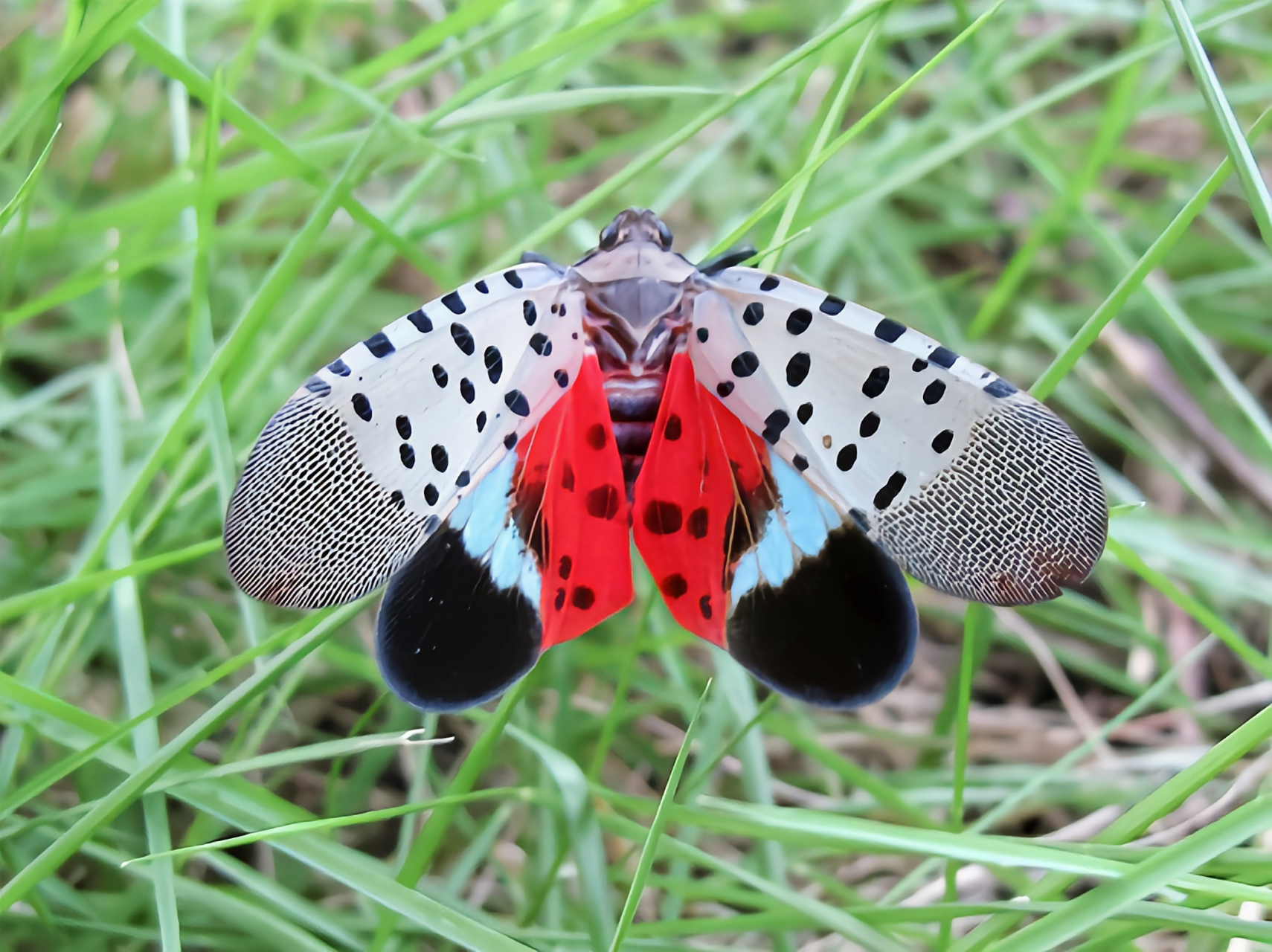 斑衣蜡蝉又名花蹦蹦,灰花蛾,同翅目蜡蝉科昆虫