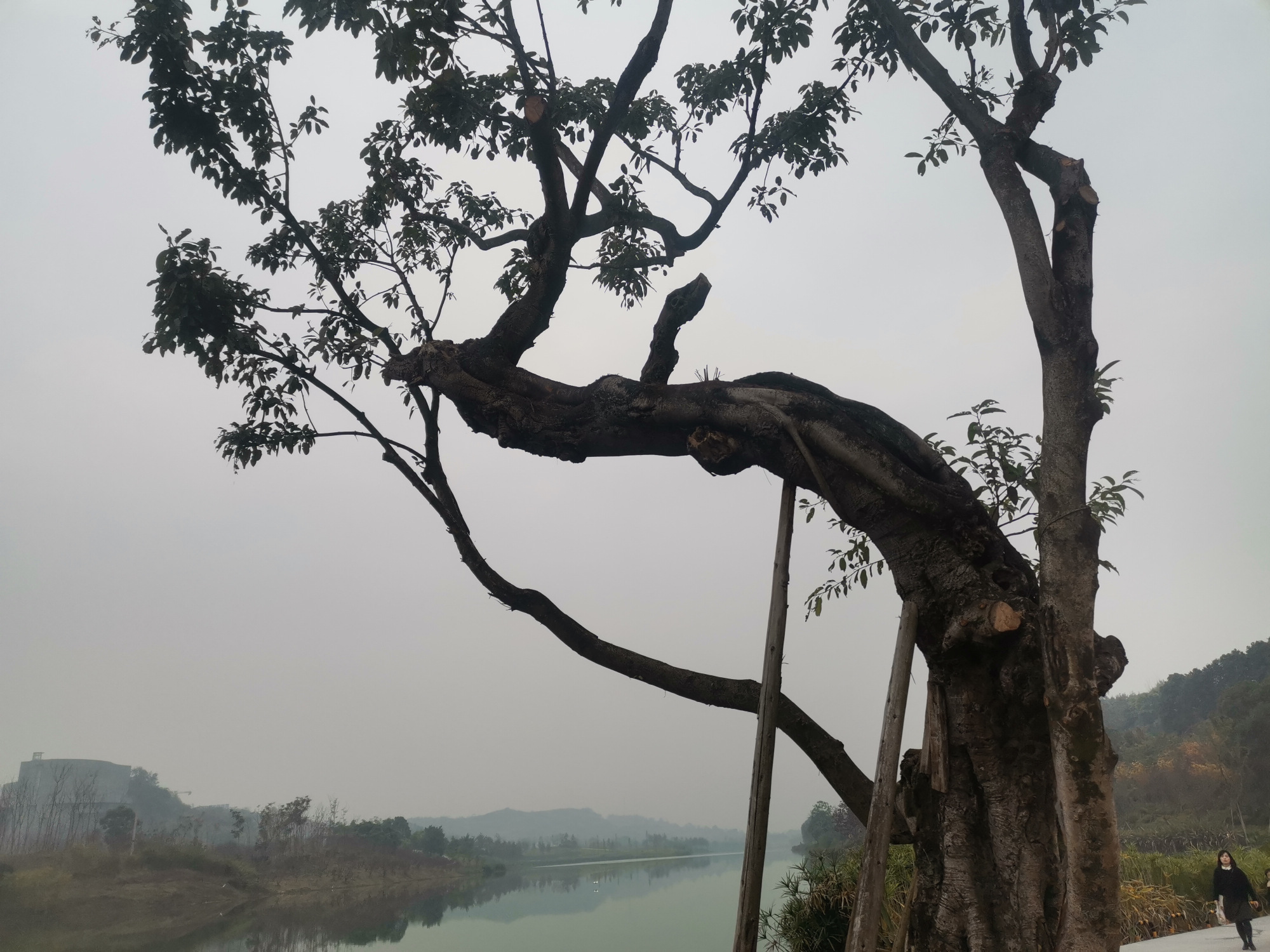 重庆明月湖畔歪脖子树,还是网友取的名字,漂亮