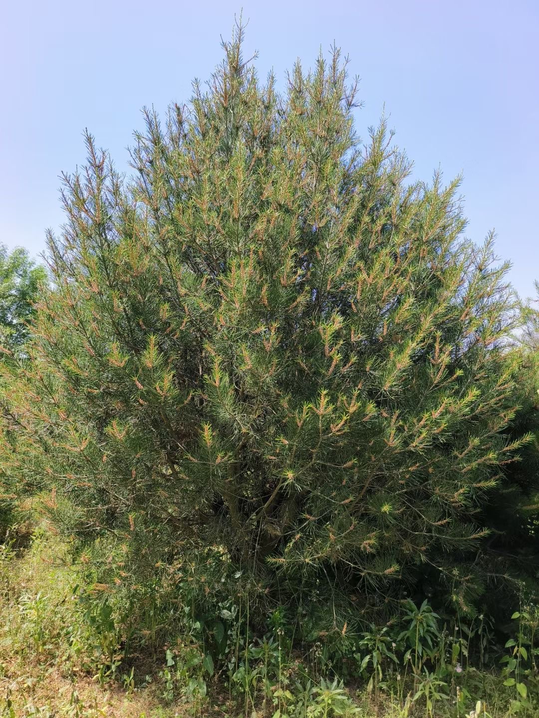 白皮松价格(白皮松多少钱)(白皮松最新报价表)(白皮松)