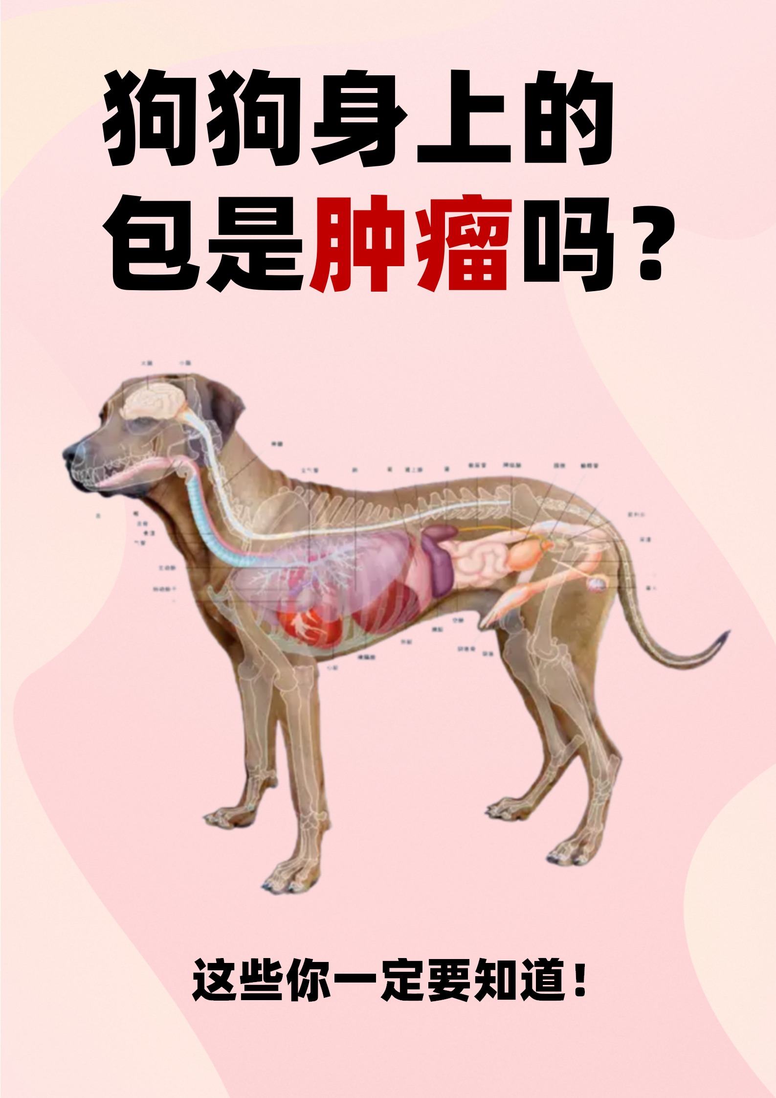 德国牧羊犬:血肉细管瘤,鼻腔肿瘤,汗腺瘤,皮肤血管瘤,胸腺瘤金毛:淋巴