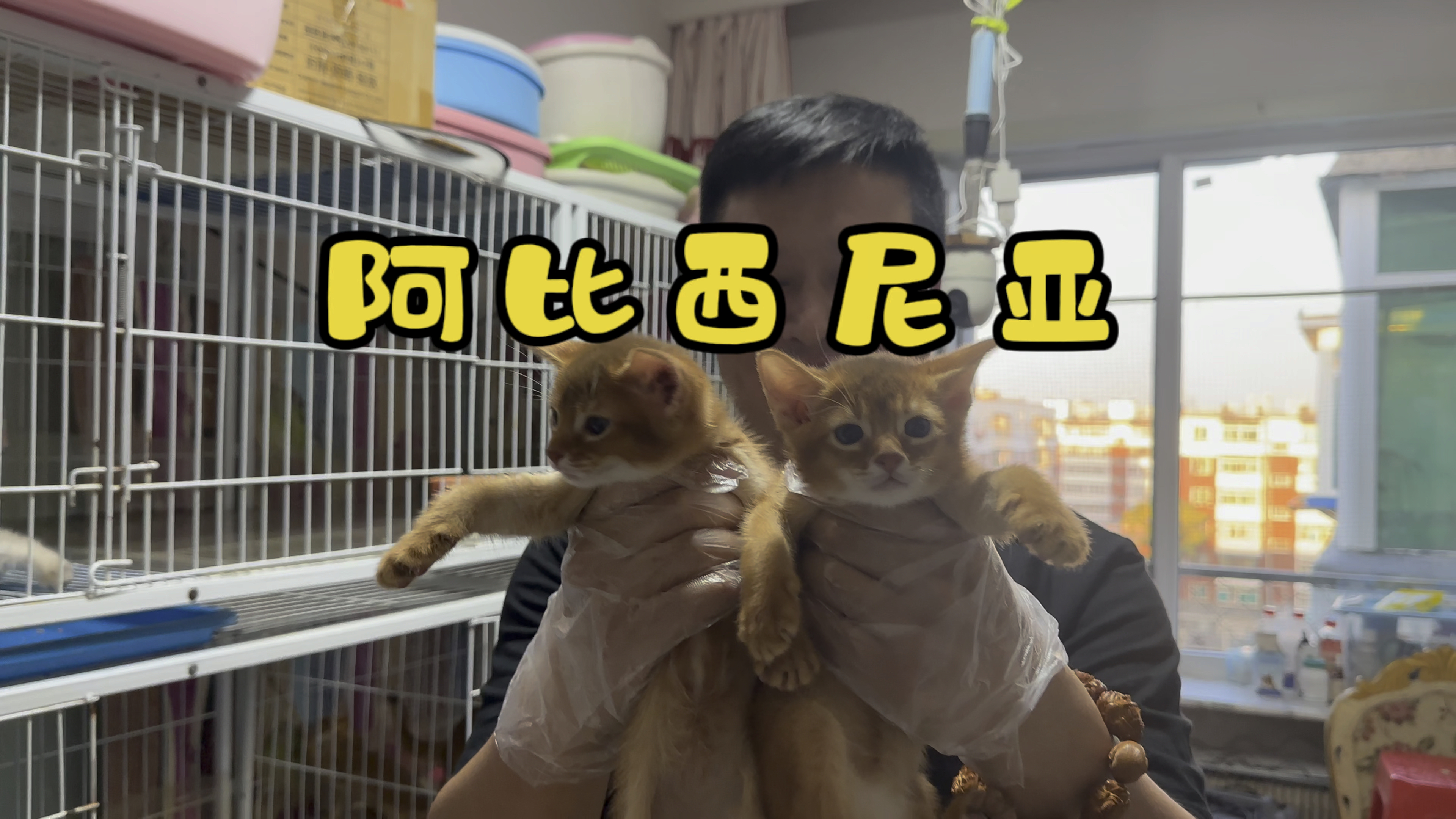 阿比西尼亚猫!古老猫品种!