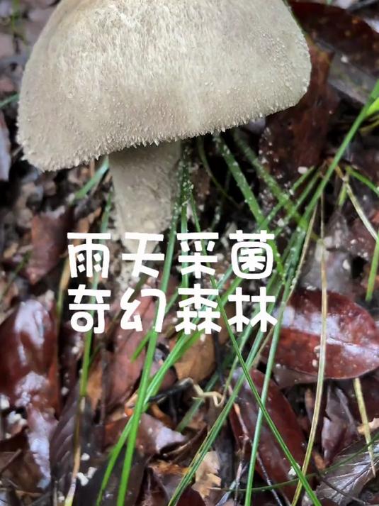 你们一直问的香的掉渣菇来啦 看看今天能采到什么