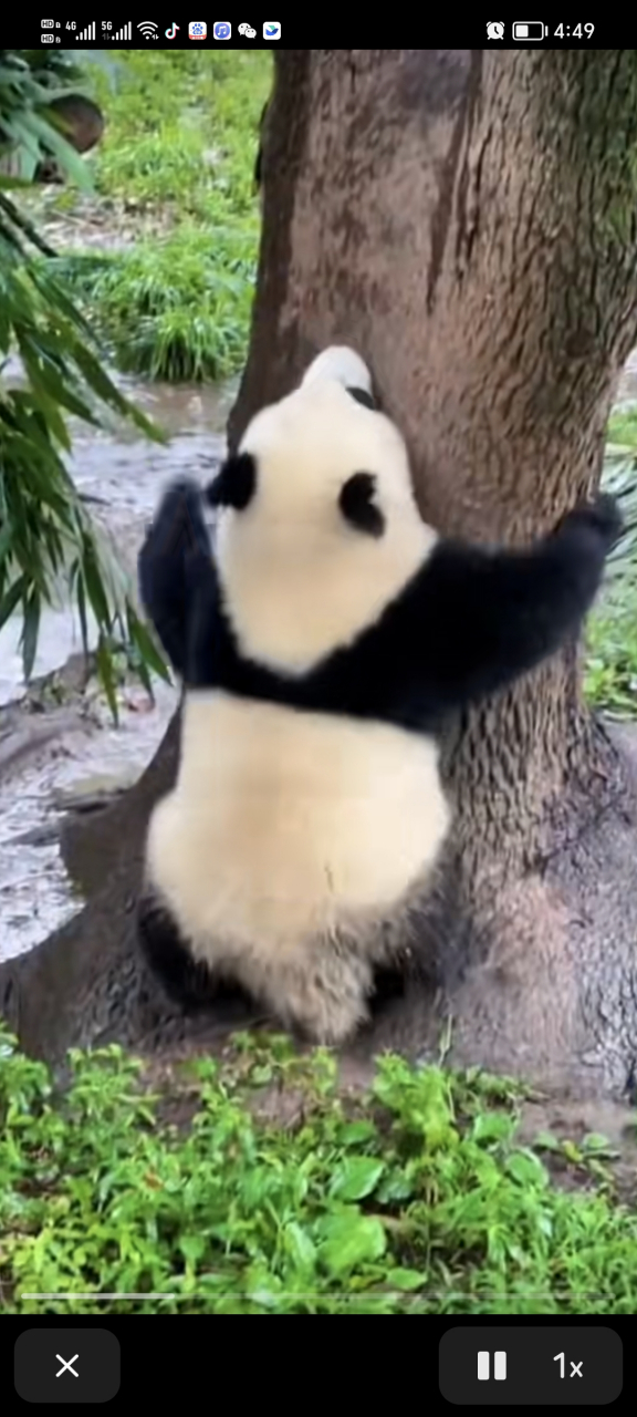 跑起来duangduang地,爬树也很麻利,太可爱了![打call]