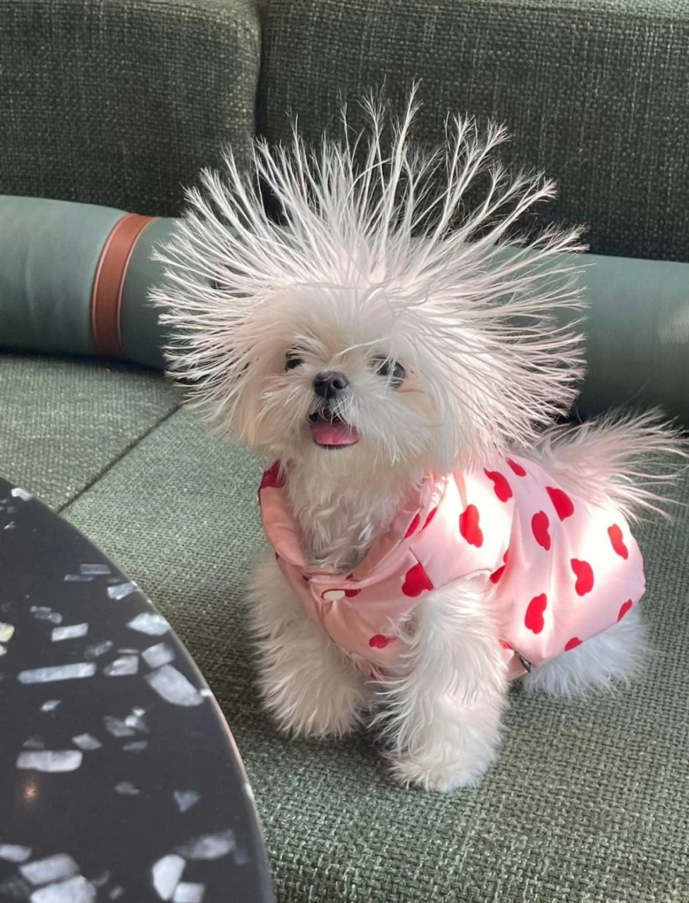 "炸毛"小狗,可爱又搞笑!好像一棵蒲公英,哈哈哈哈