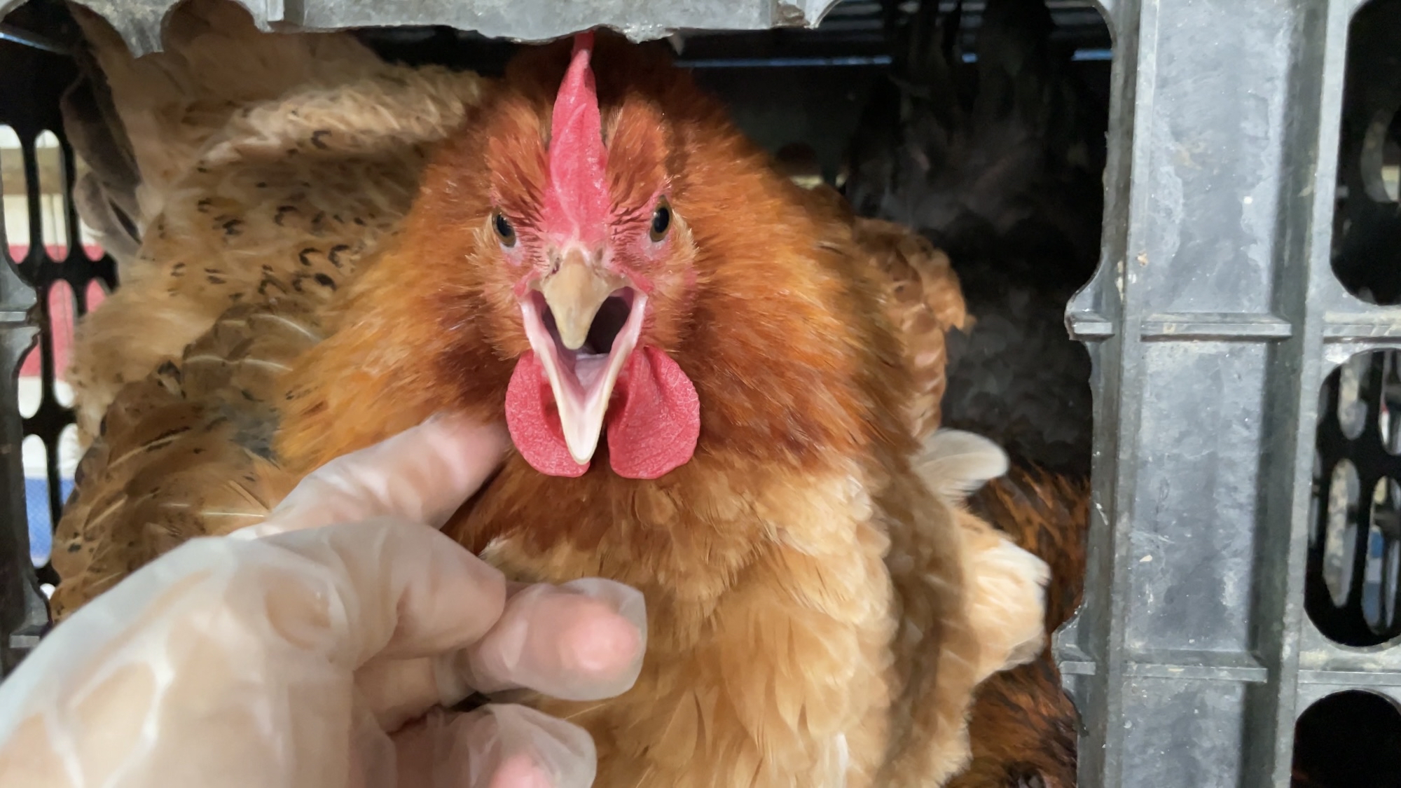 母鸡:快来鸡啊,偷蛋贼来偷家啦!