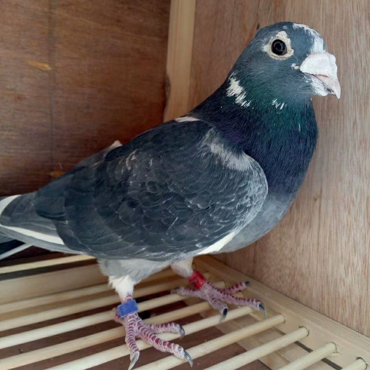 远程赛鸽# 国血鸽成品系不容易,也是国外羡慕嫉妒恨的资本,我们要好