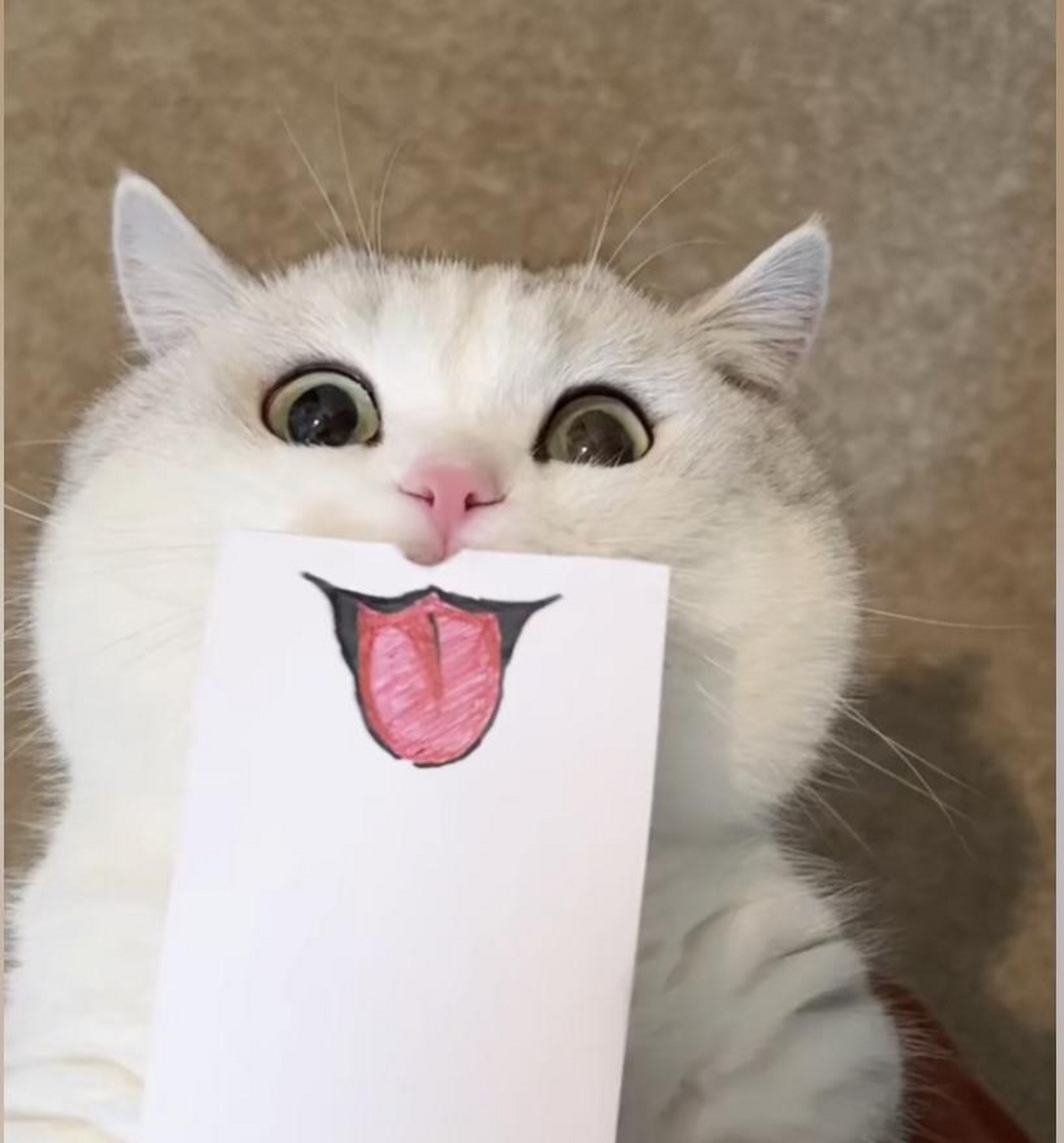 做一只快乐的小猫咪,新人报道!96#猫咪