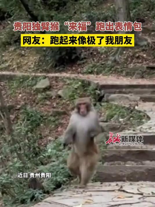 近日,贵州贵阳独臂猴"来福"跑出表情包,网友:跑起来像极了我朋友.