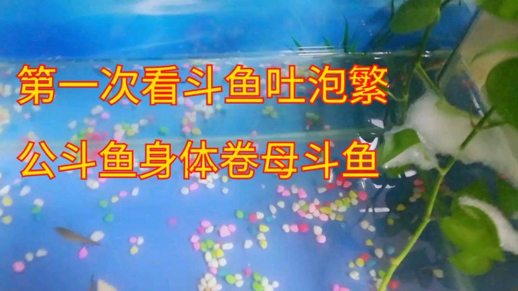 鱼缸里有条公斗鱼开始吐泡泡了,这样能繁殖出小斗鱼吗?