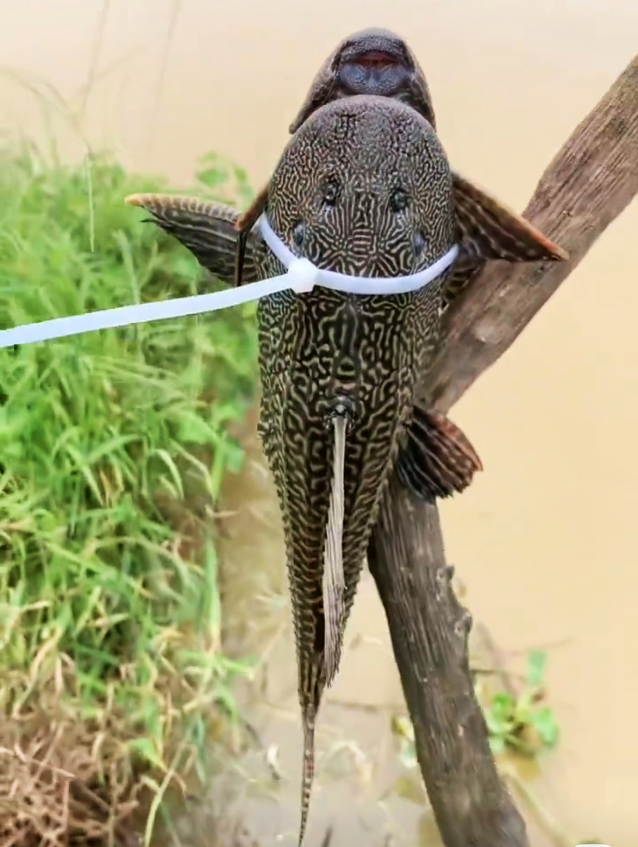 用膠水粘,紮帶綁!釣魚人對付清道夫的大招出爐,網友直呼過癮