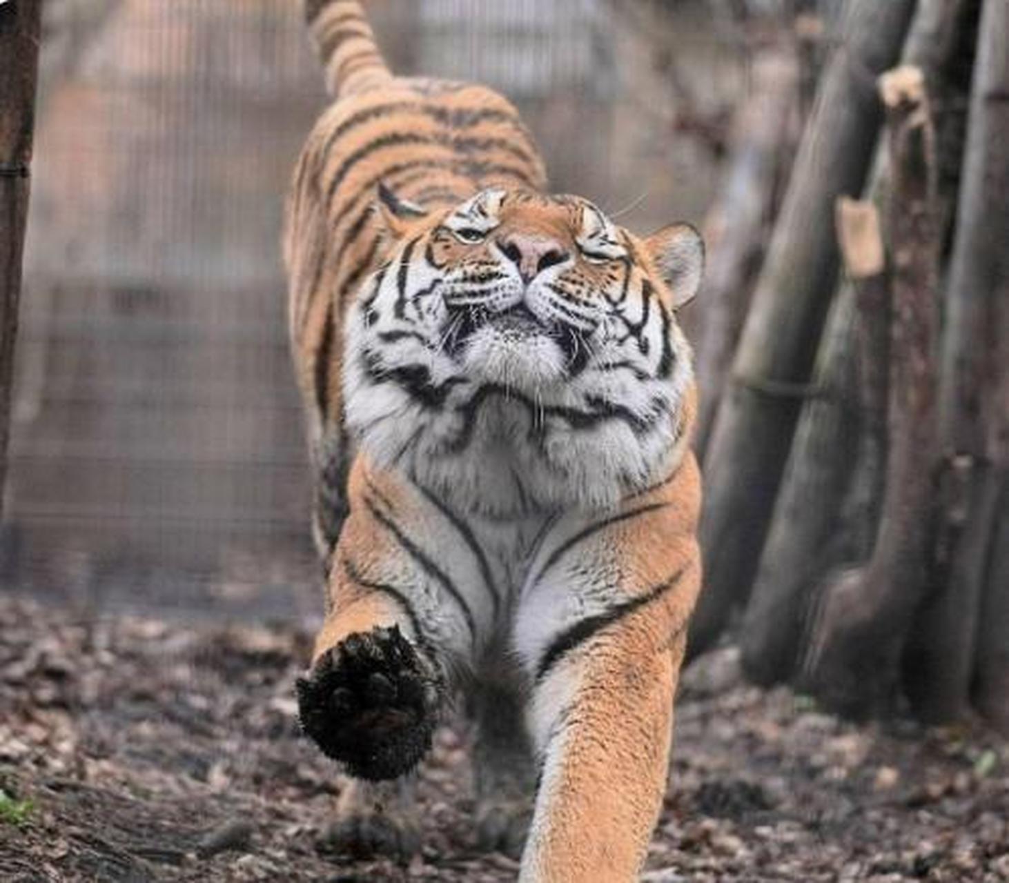 大猫伸懒腰的瞬间,看这表情,多少有点傲娇了