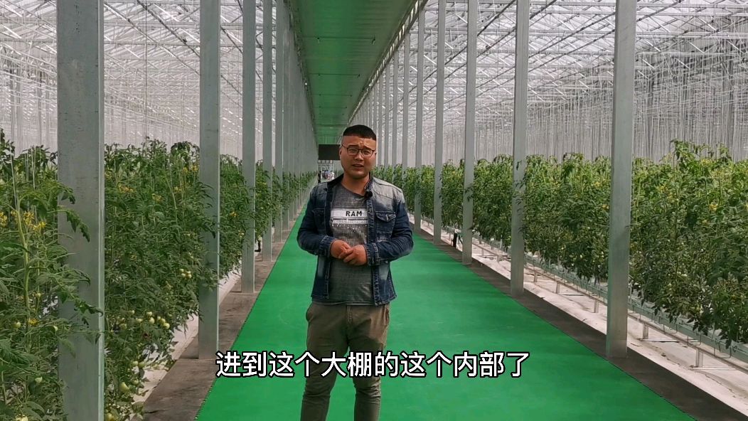 这个村子一个大棚占地120亩西红柿长在岩棉上真是个让人大开眼界