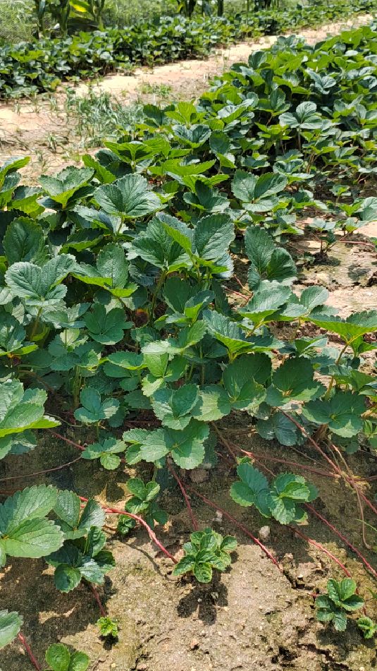 沙土地育苗的天仙醉草莓苗