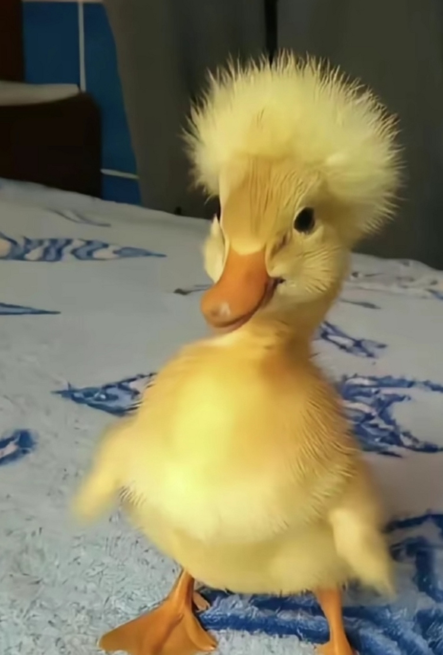 萌萌的凤头鸭,自带皇冠气质