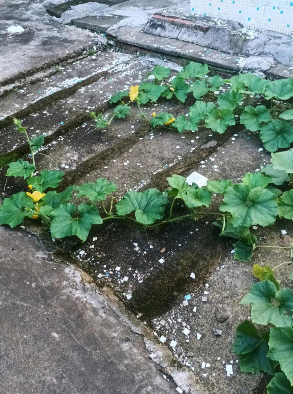 屋旁空地上长出来的,是什么藤?