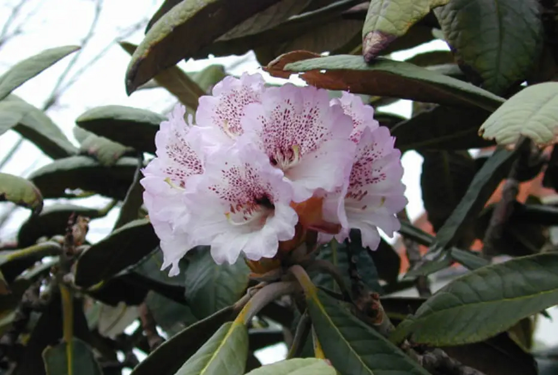 赏花 — 大王杜鹃