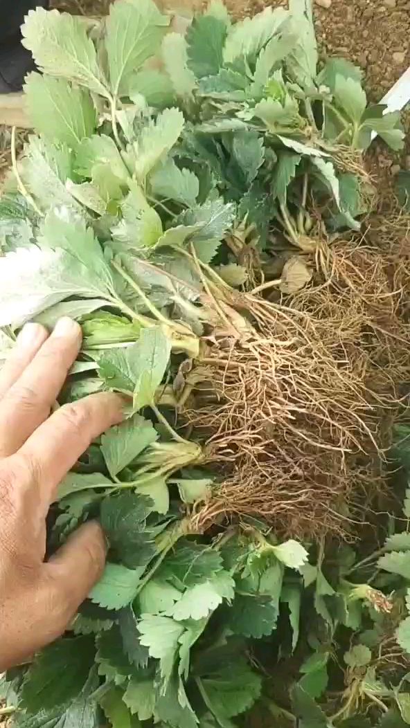 妙香三号草莓苗繁育基地,矮壮苗根系发达无病害