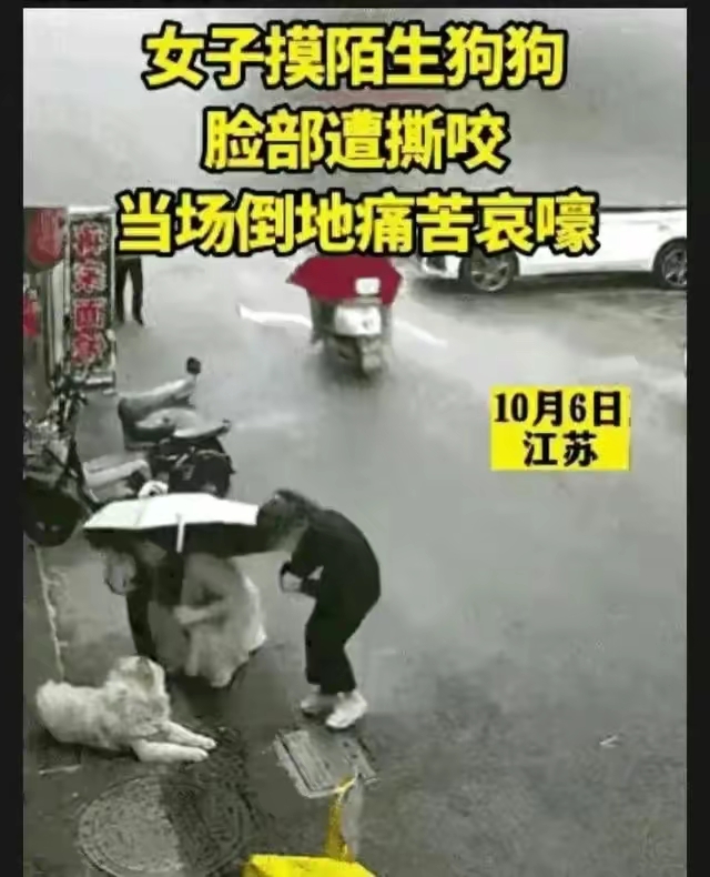 盐城咬人松狮狗已被处死!女子脸部缝200多针,狗主人面临百万赔偿