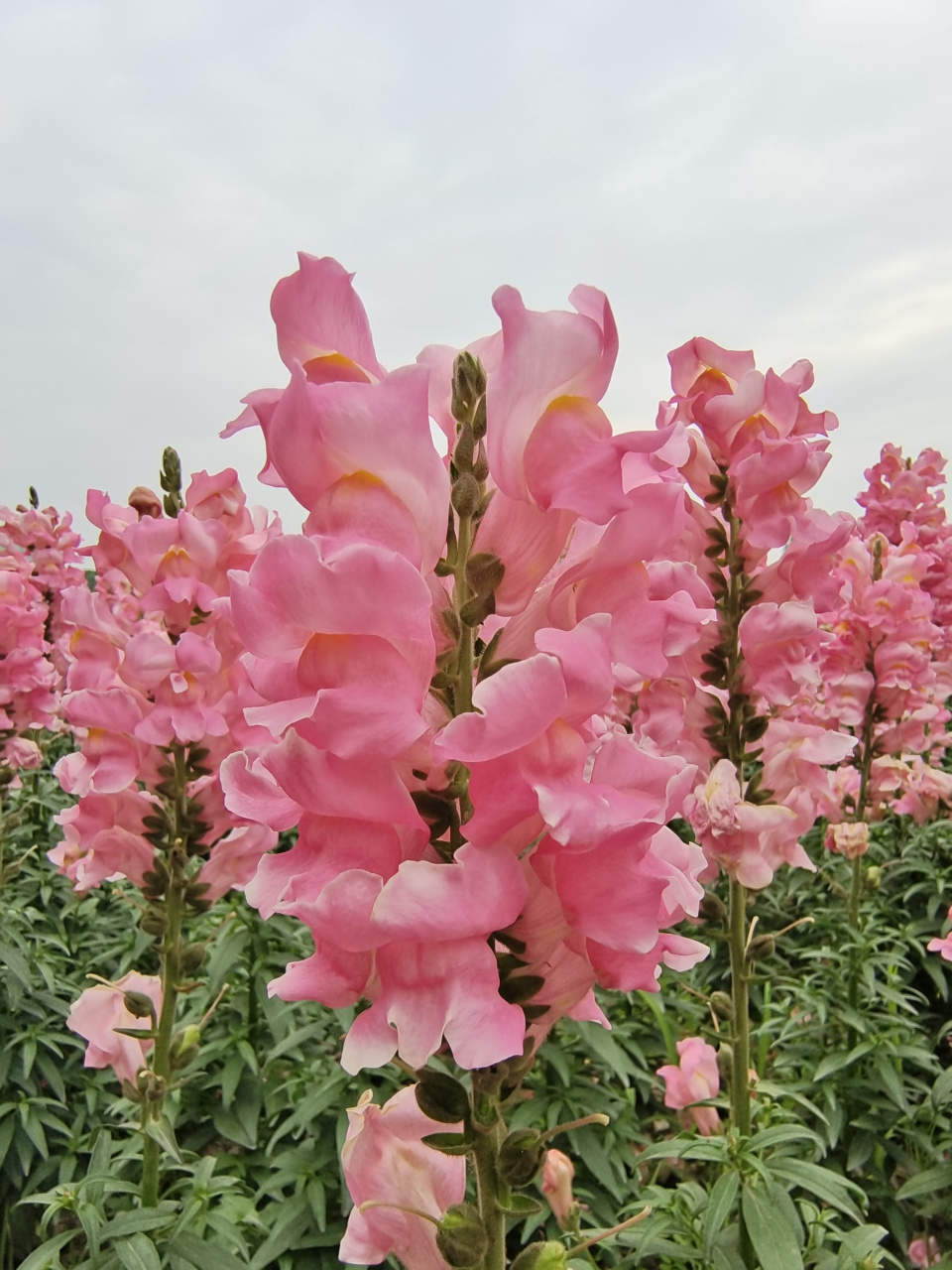 杭州又现一花海,虞美人和金鱼草!