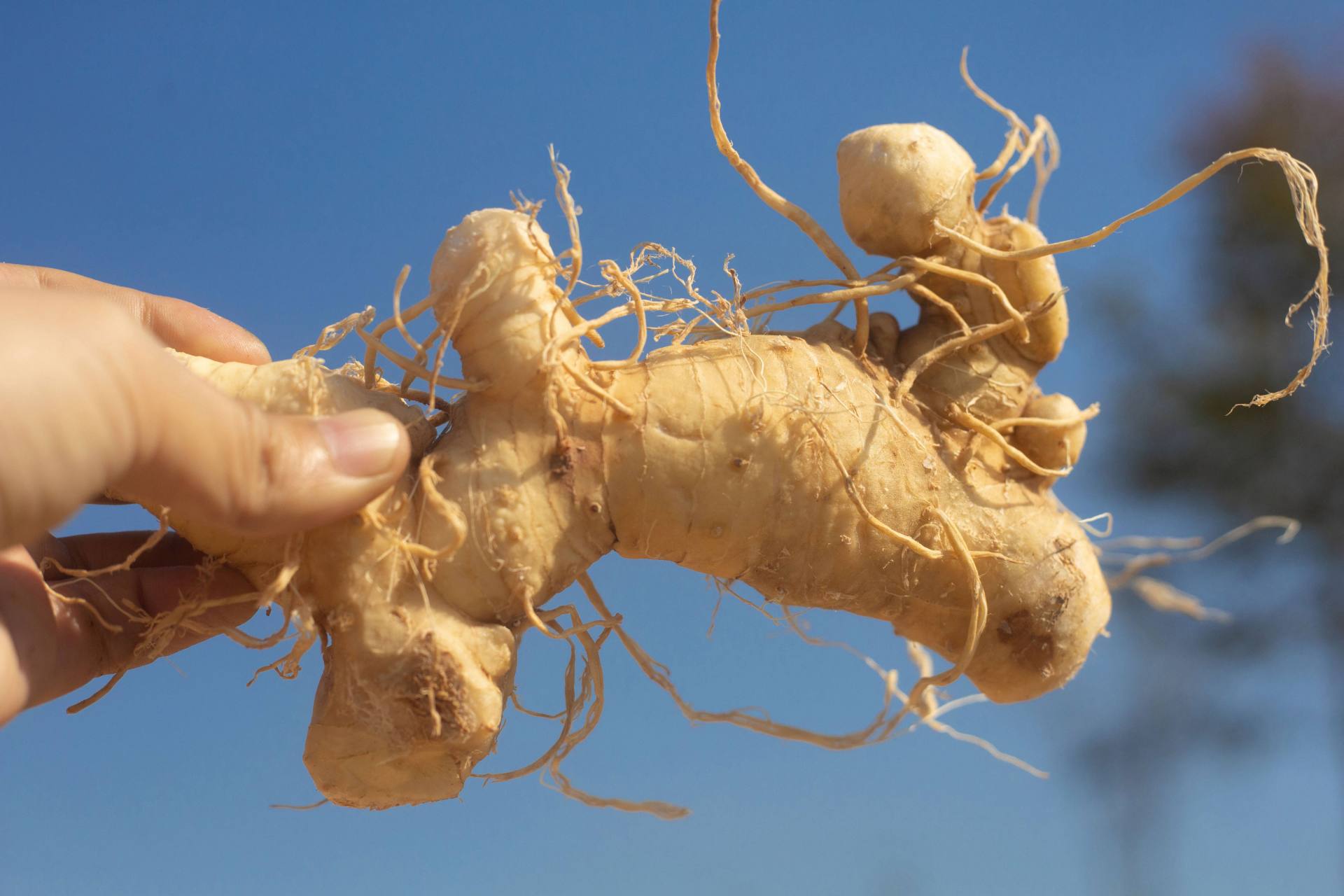 金秋健康过#  黄色的黄精好还是黑色的黄精好?