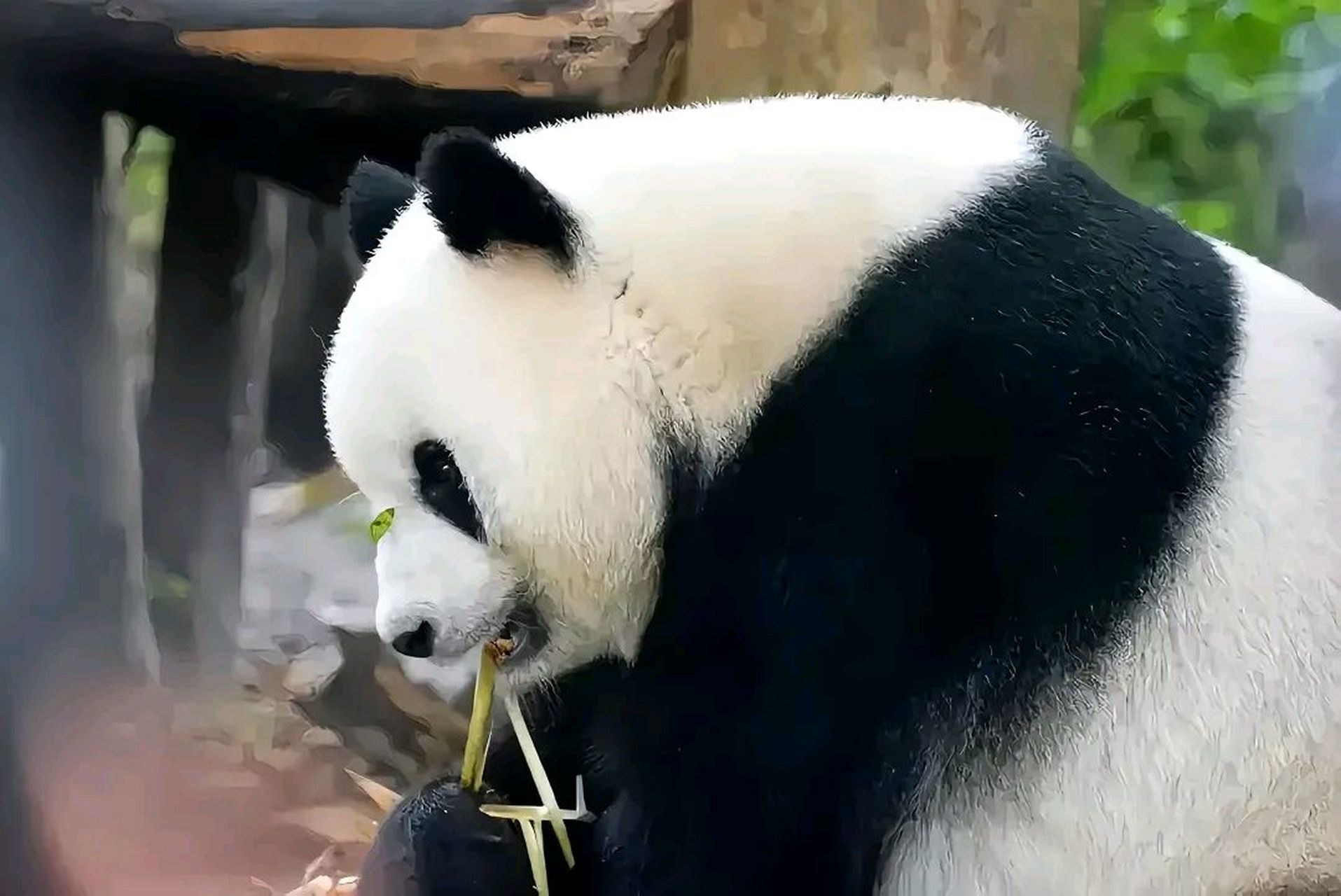 据说秦岭的熊猫在颜值上更胜一筹,脸更圆,从侧面看嘴筒子更短,这一下