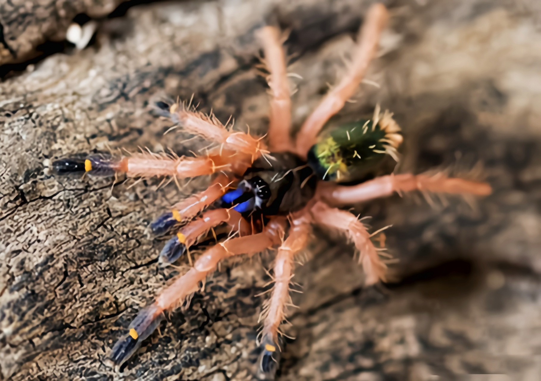 法属圭亚那蓝牙蛛又名法属新几内亚蓝牙蜘蛛,是蜘蛛目,捕鸟蛛科动物