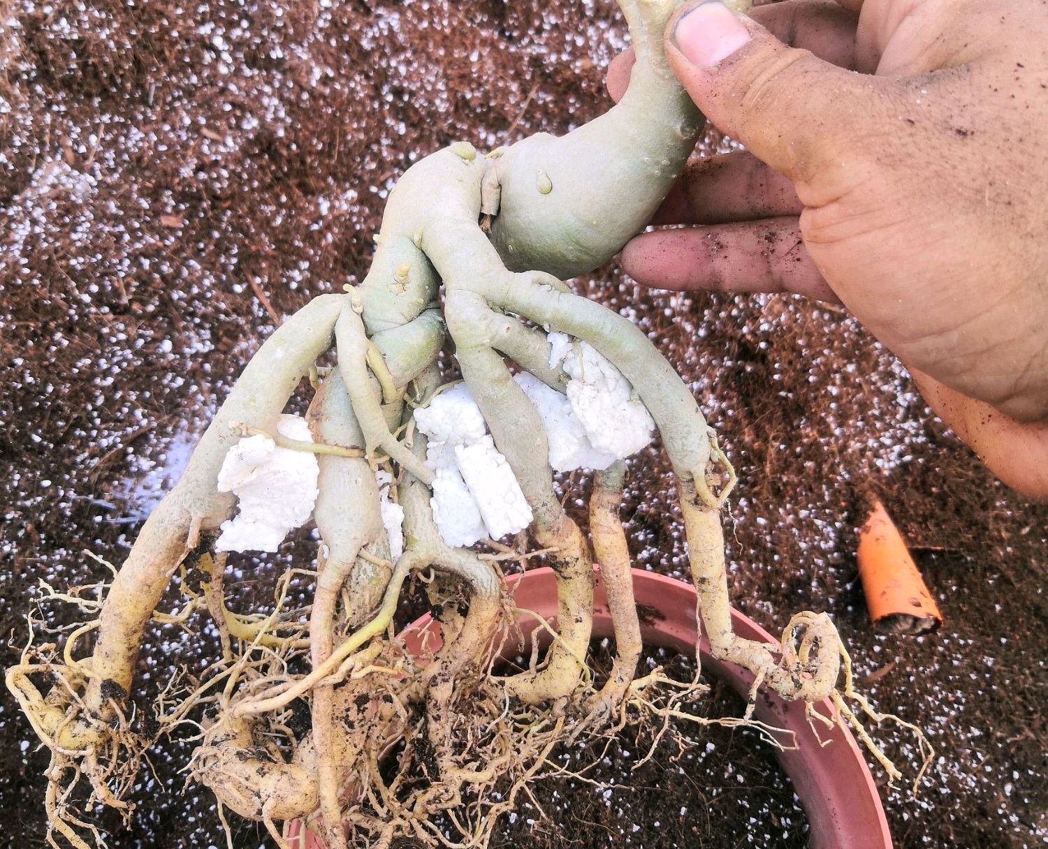 沙漠玫瑰怎么给根系造型?3种方法,盘出造型根,好看有型