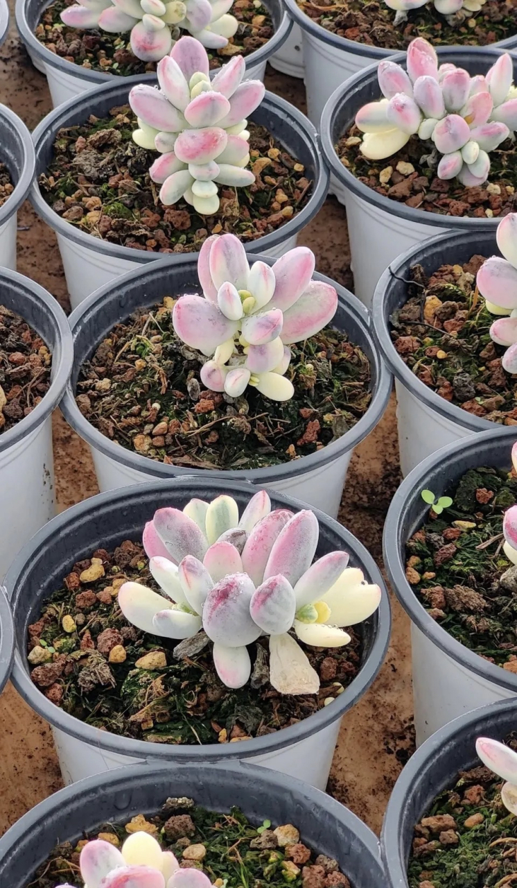 乒乓福娘锦,价格也被"打"下来了～再也不是曾经那个可看不可买的品种