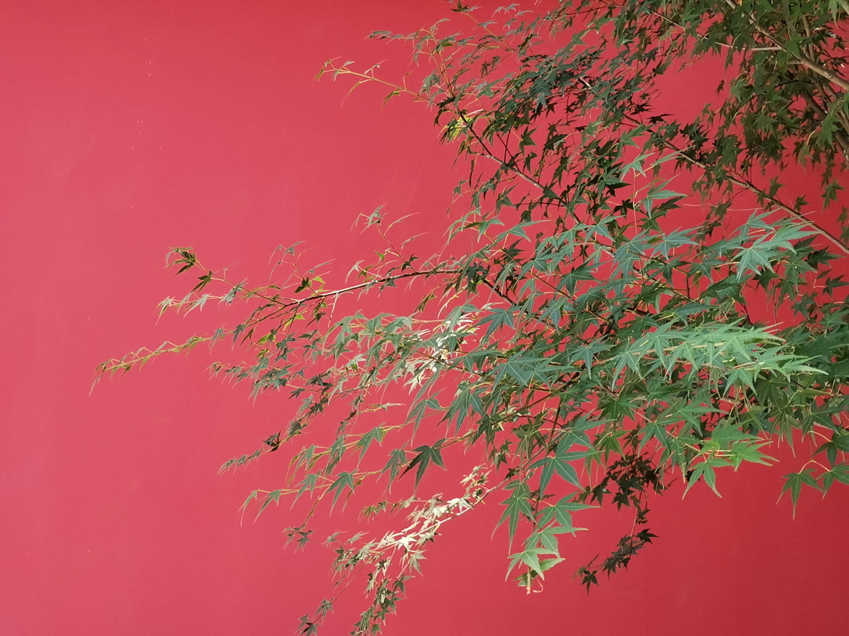 杭州德寿宫网红墙,本想着盛夏烈日没什么可看,但意想不到的是当头的