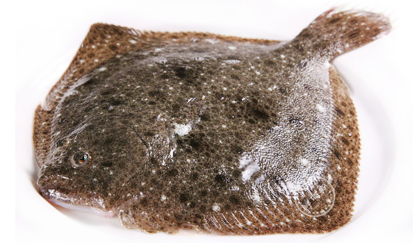 多宝鱼和鸦片鱼的区别