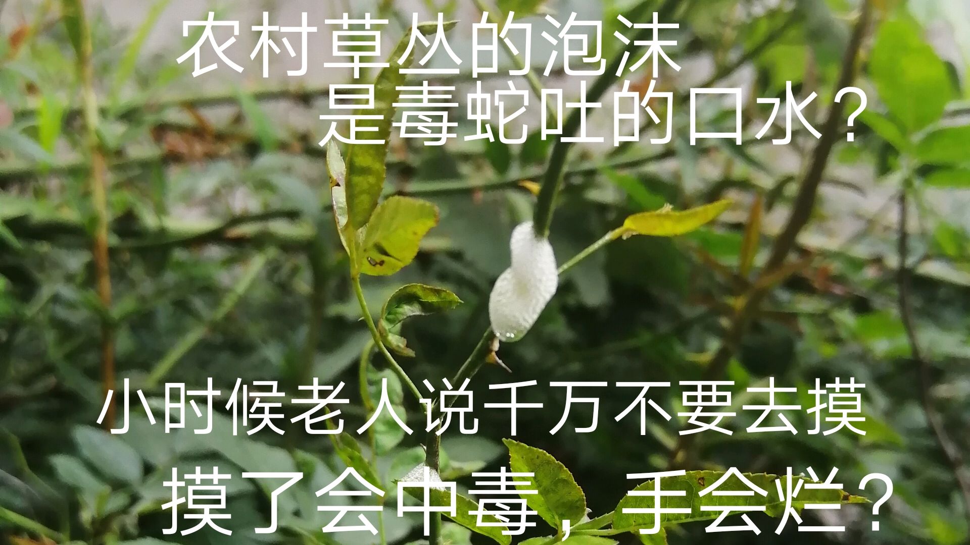 农村草丛中常见的泡泡,老人说是毒蛇吐的口水?手千万不要去摸