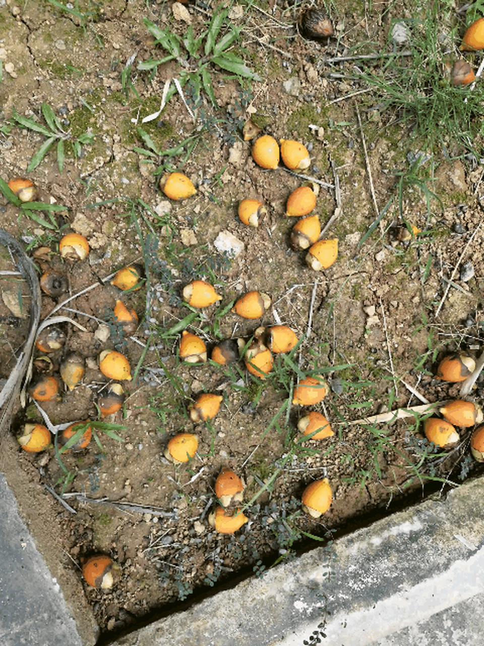 有谁知道这是什么植物的果实? 是大王棕,还是布迪椰子的果实?