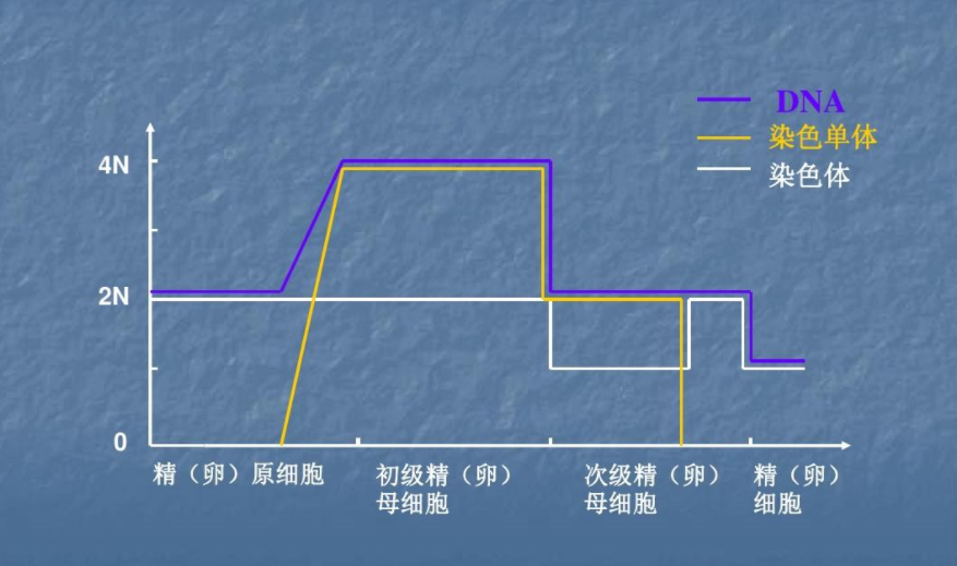 染色单体概念图片