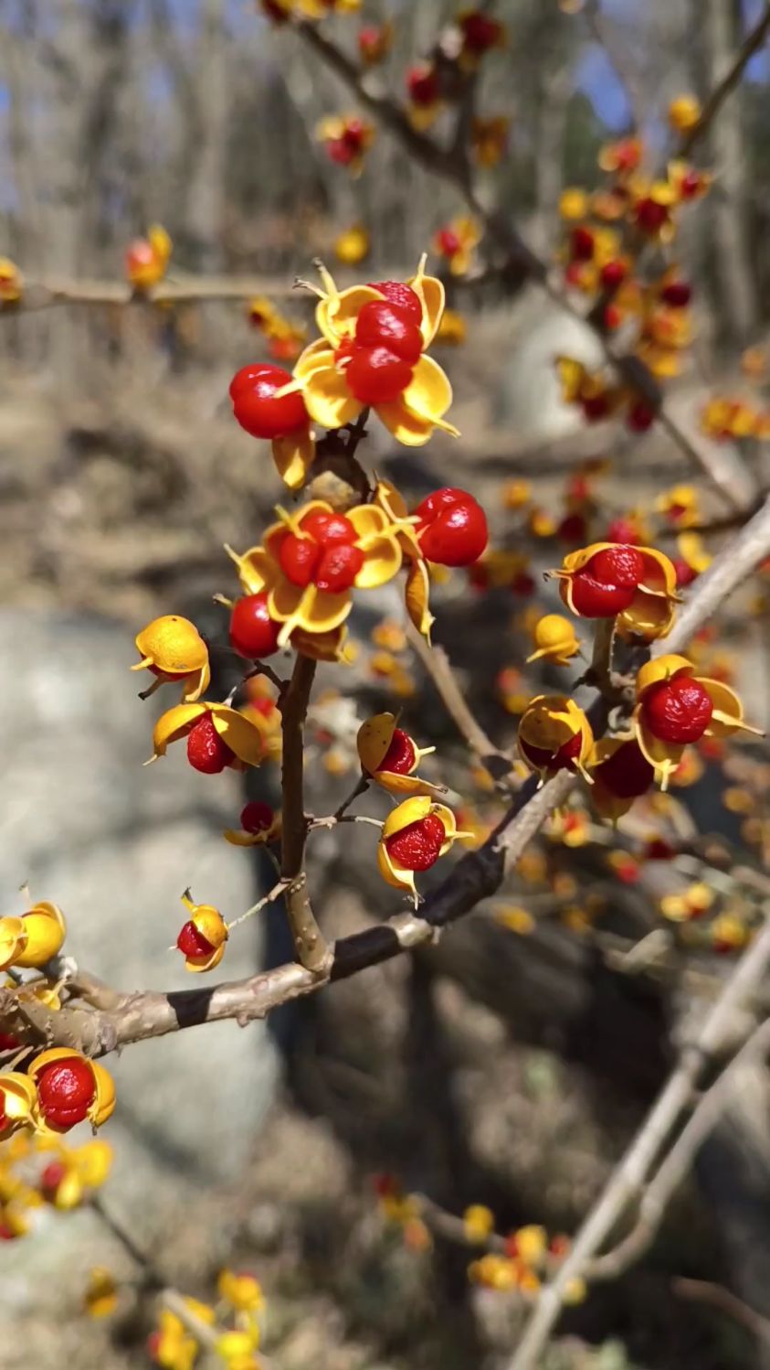 泰山南蛇藤,又名过山枫,金银柳等,干枝插在花瓶一年不落,金黄配玫红