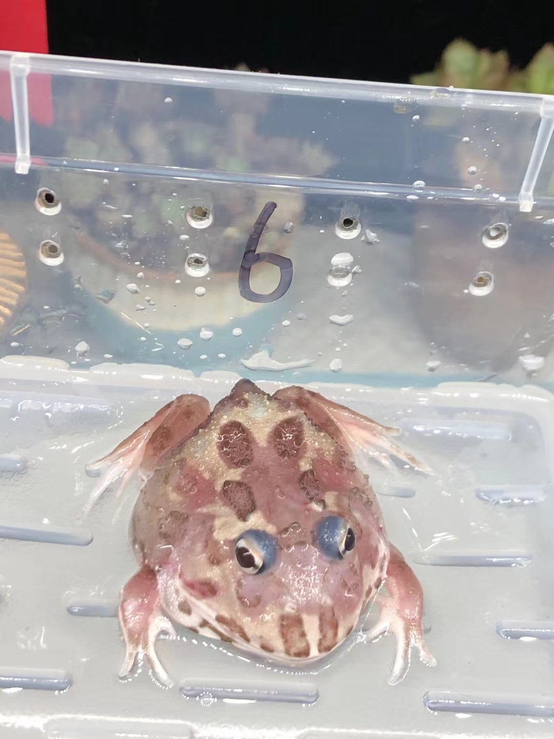 角蛙变异,各种颜色太神奇了