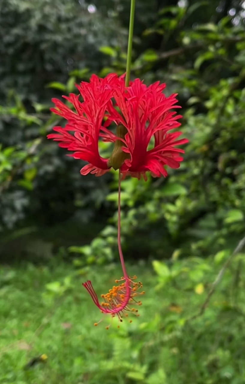 吊灯扶桑 ,第一次看到这种花,实在是太好看了