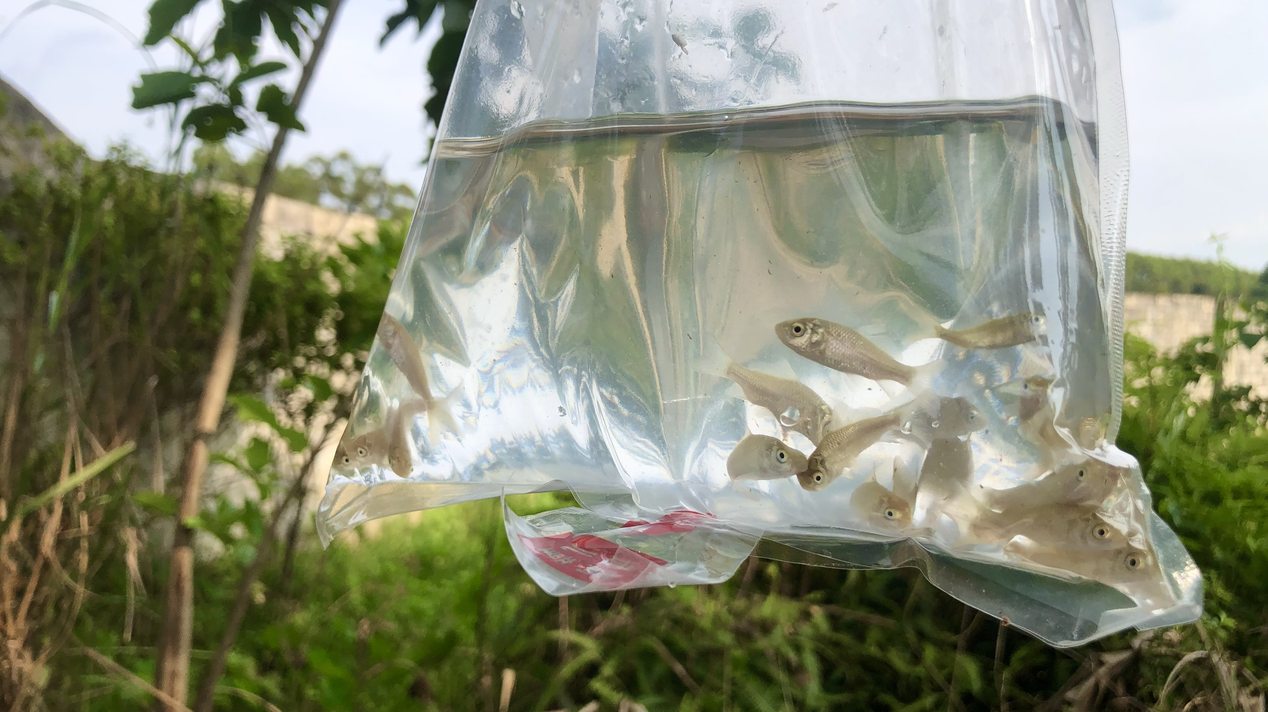 鲤鱼苗究竟有多便宜?一块钱竟然能买20条,看看质量行不行