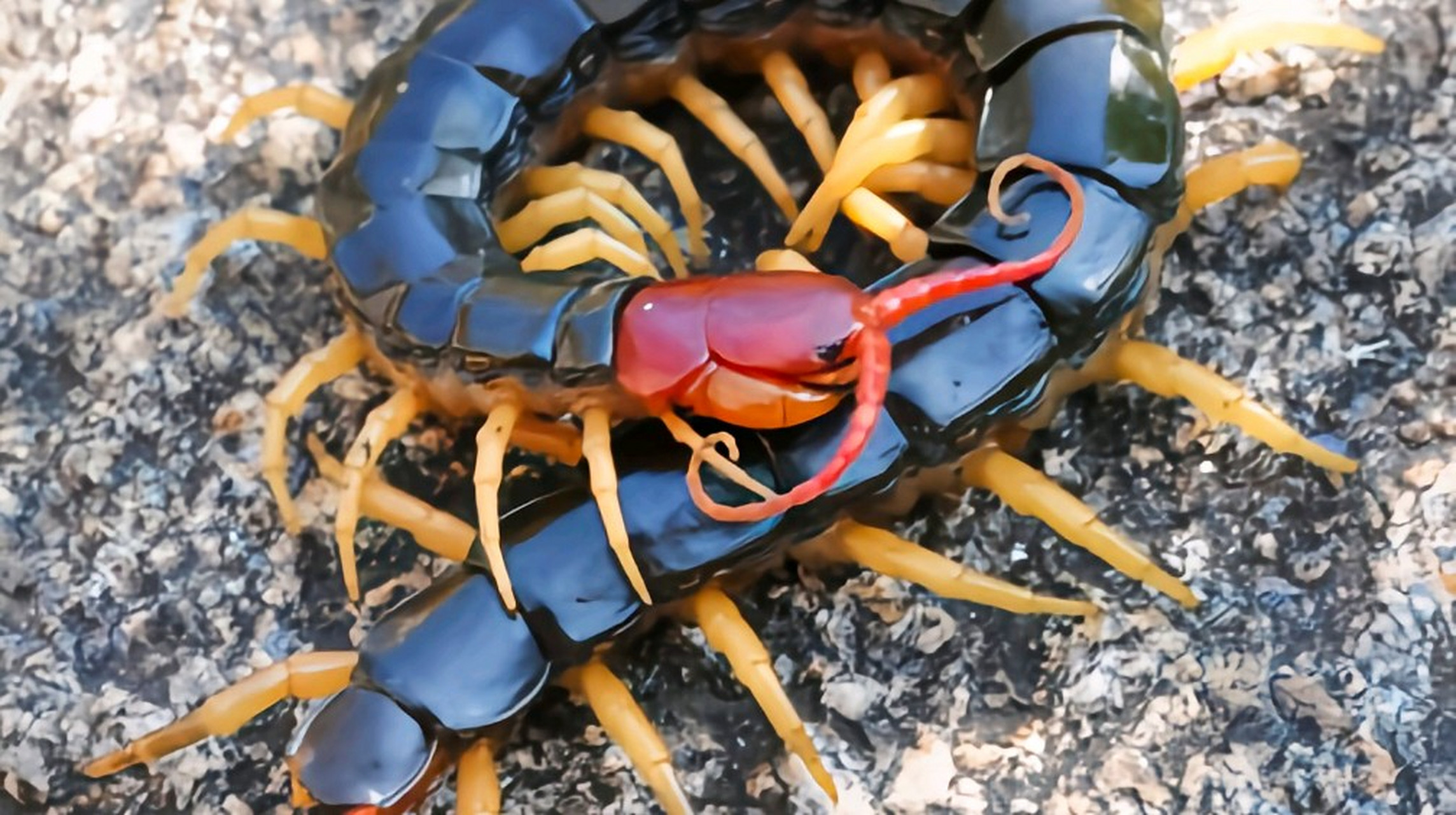金头蜈蚣有剧毒,主要分布于亚洲,印度洋诸岛,南美洲地区.以其他节肢