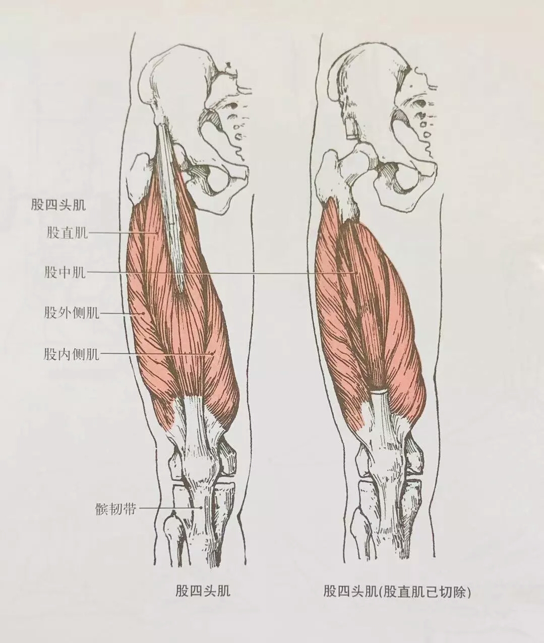 四分之三侧肌肉图图片