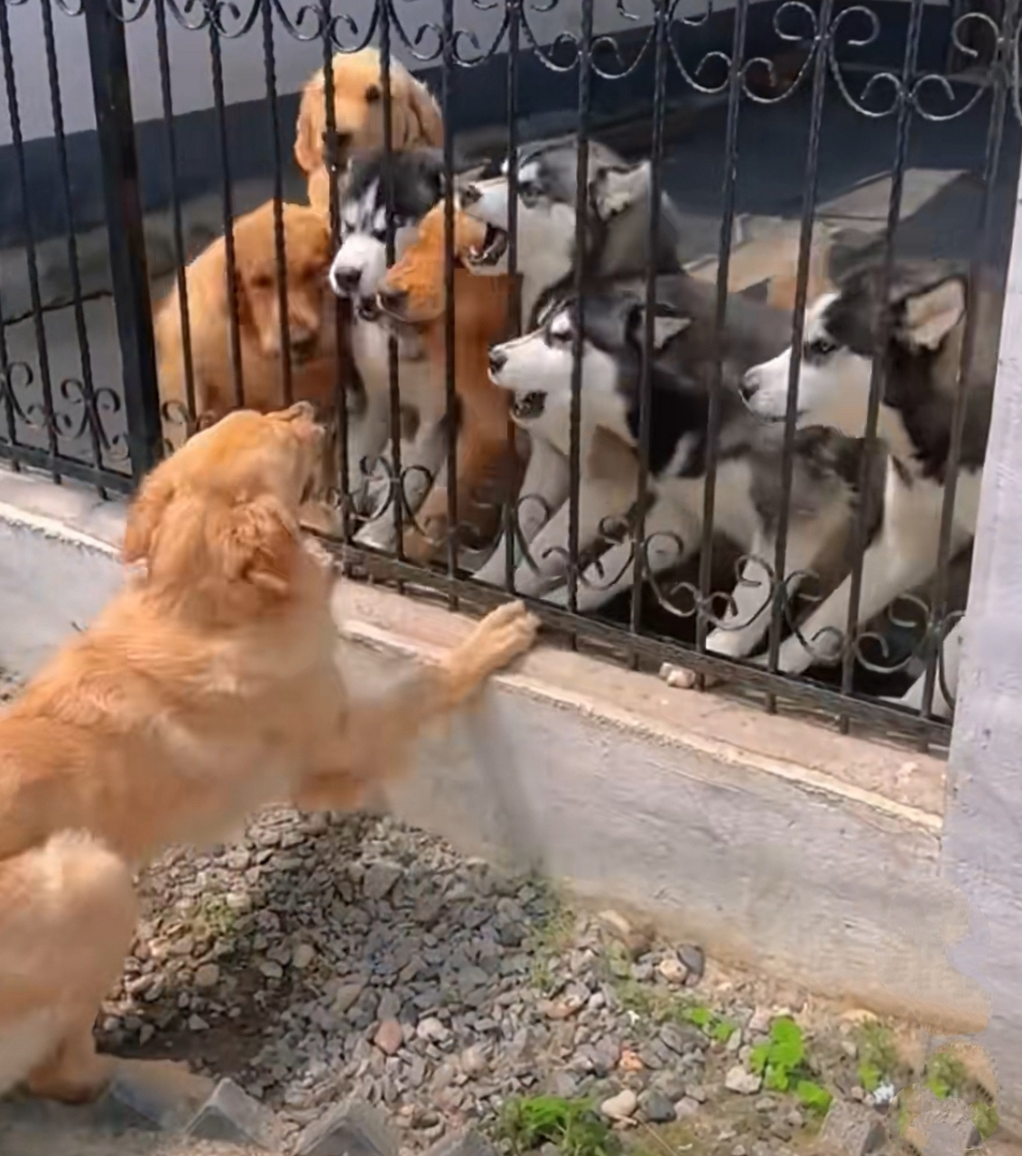 一只金毛与栏杆里面的一群狗互相狂吠,双方情绪都很激动,已经到了白热
