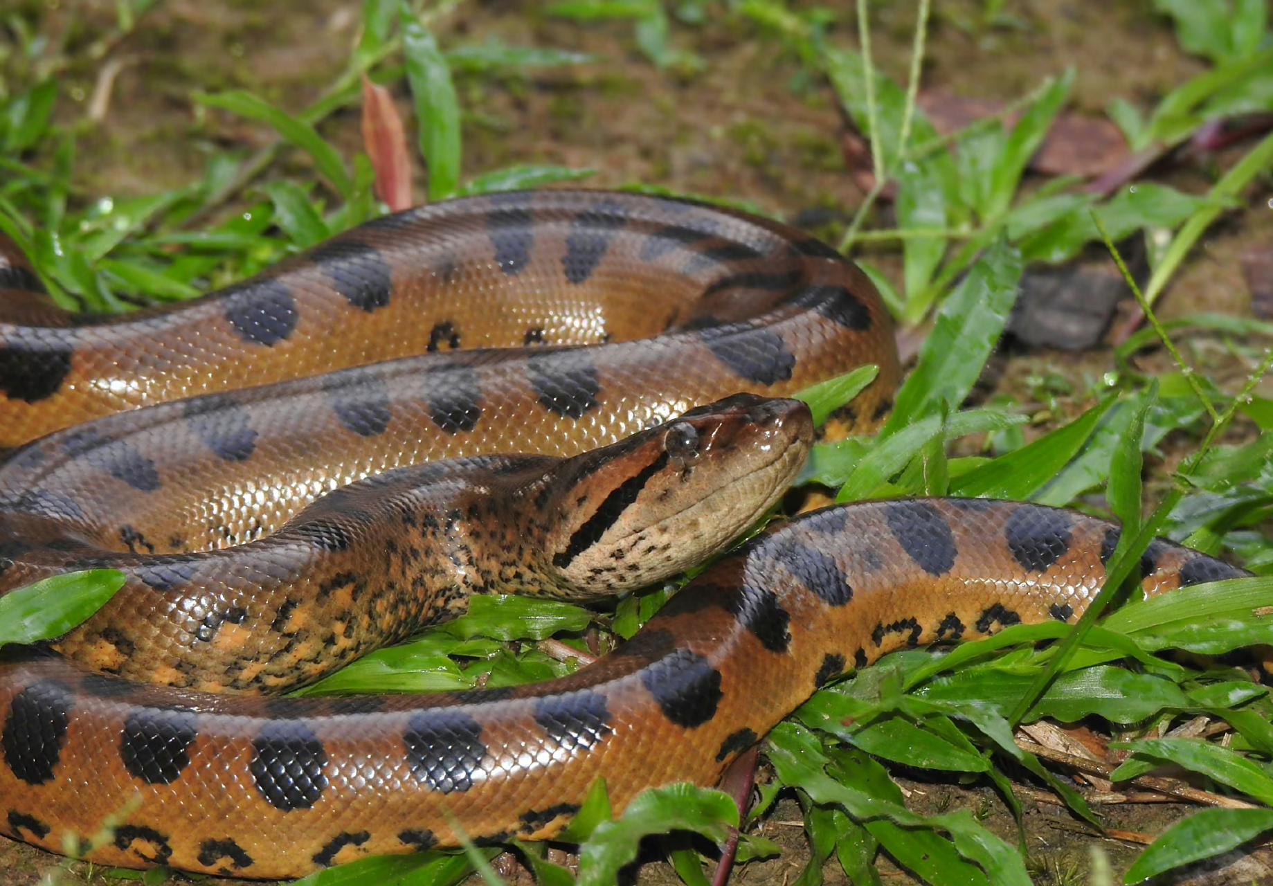 绿水蚺eunectes murinus,摸到的两条都是只有一岁多
