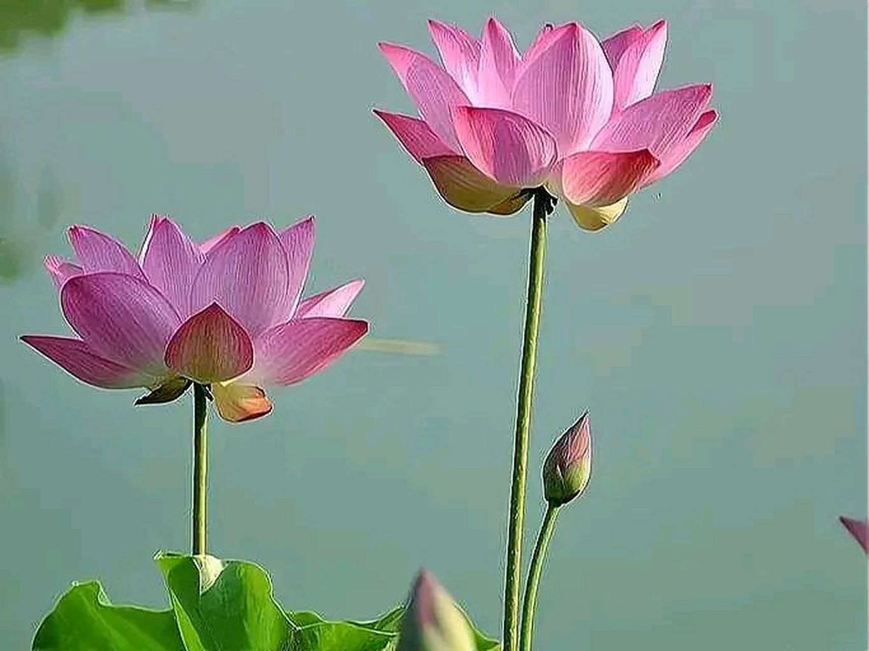 上联:净土莲花,一花一佛一世界 下联:请师友对