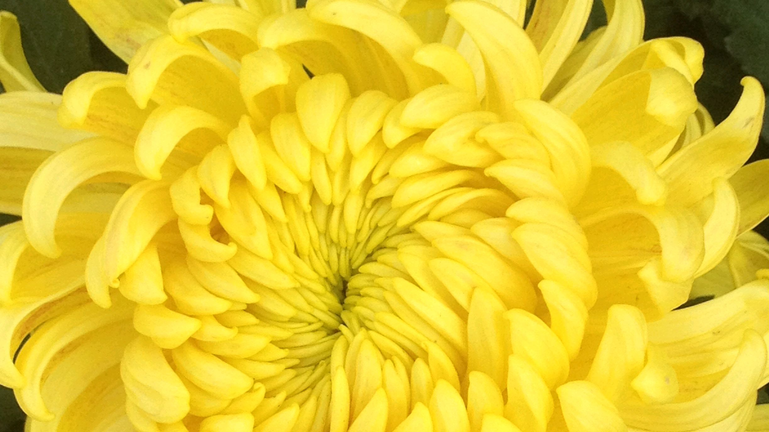 七绝《冬来菊花亦逍遥》十二首 作者:许日辉