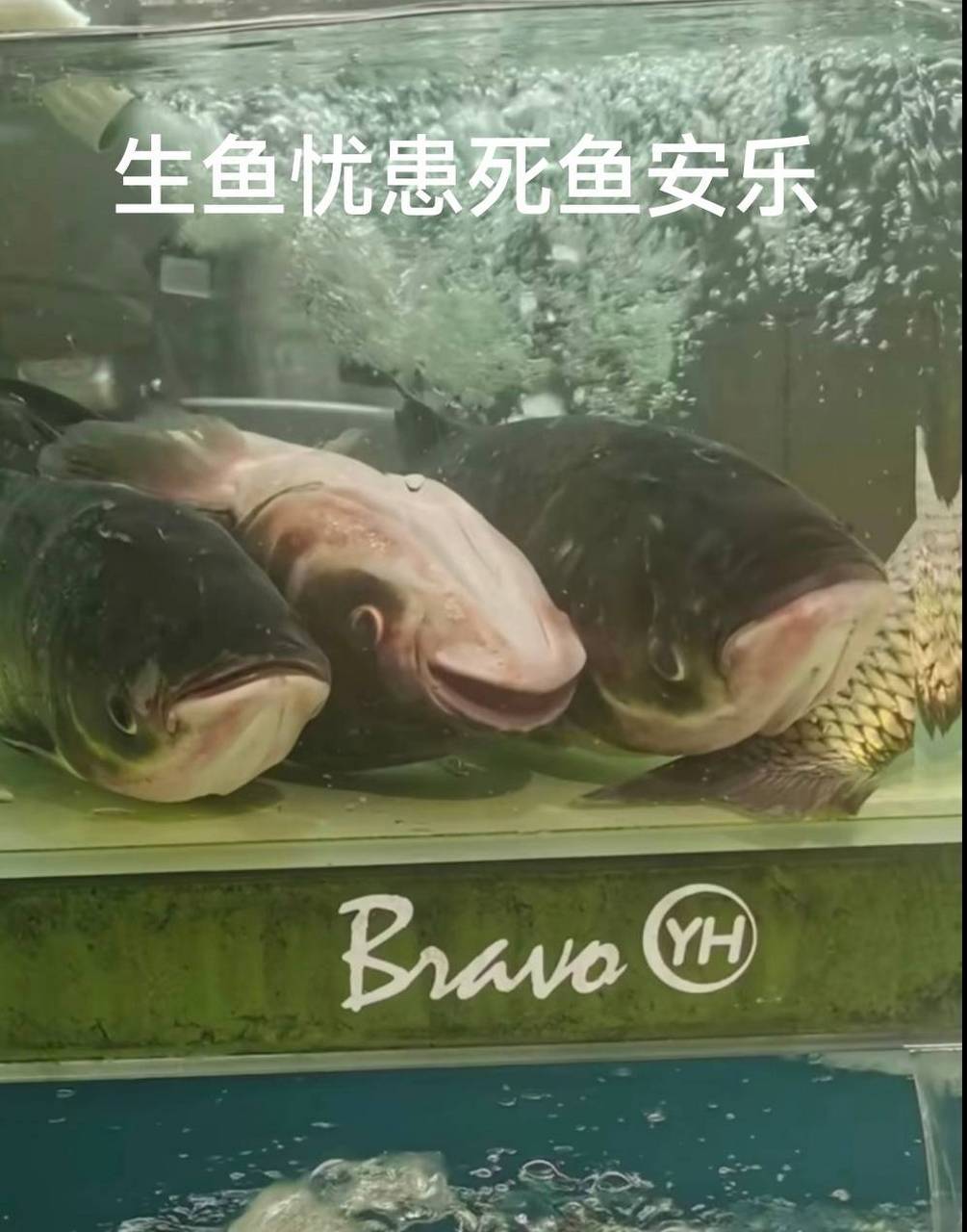 生鱼忧患,死鱼安乐
